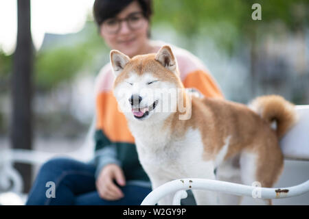 Hund sitzt auf einer Bank in der Stadt. Shiba Inu geniesst das Leben mit seinem Besitzer. Shiba Inu reist zu einer Stadt. Stockfoto