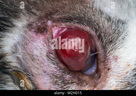 Korneageschwür und descemetocele in junge Katze von der Straße Stockfoto