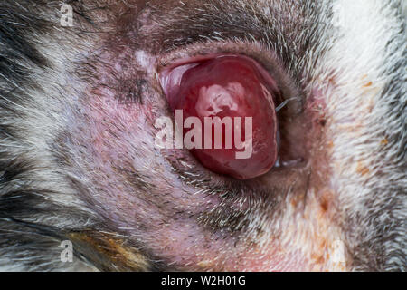 Korneageschwür und descemetocele in junge Katze von der Straße Stockfoto