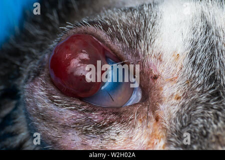 Korneageschwür und descemetocele in junge Katze von der Straße Stockfoto