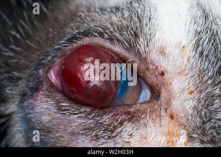 Korneageschwür und descemetocele in junge Katze von der Straße Stockfoto