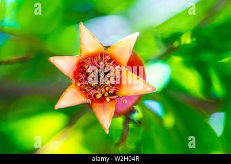 An einem Granatapfel-Baum reifen rote Granatapfel-Früchte Stockfoto