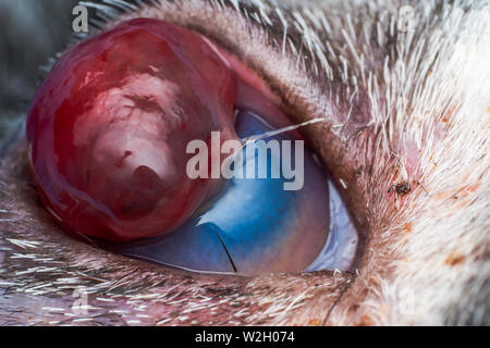 Korneageschwür und descemetocele in junge Katze von der Straße Stockfoto