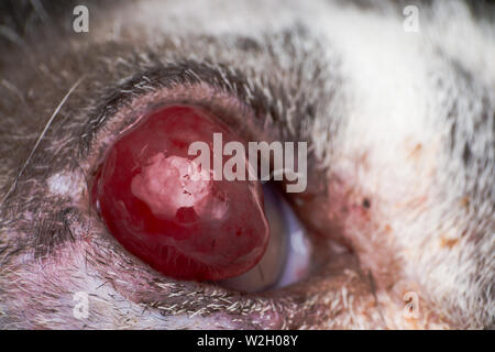 Korneageschwür und descemetocele in junge Katze von der Straße Stockfoto