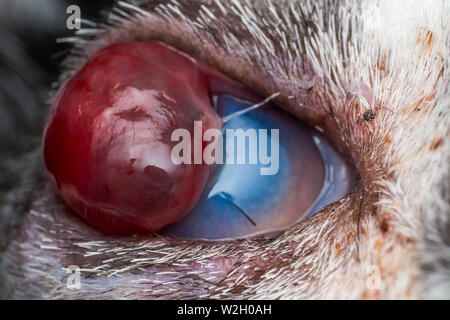 Korneageschwür und descemetocele in junge Katze von der Straße Stockfoto