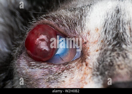 Korneageschwür und descemetocele in junge Katze von der Straße Stockfoto