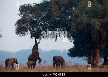 Mana Pools Nationalpark. Afrikanischer Elefant - Loxodonta africana - bis zu Akazie. Simbabwe. Stockfoto