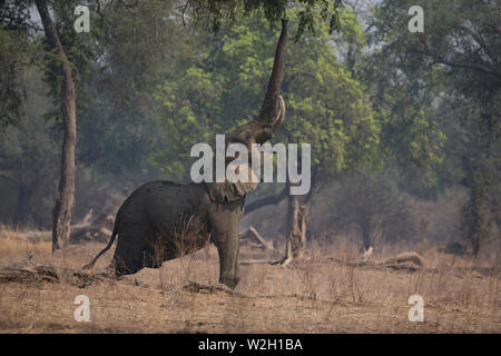 Mana Pools Nationalpark. Afrikanischer Elefant - Loxodonta africana - bis zu Akazie. Simbabwe. Stockfoto