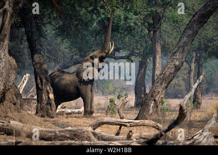 Mana Pools Nationalpark. Afrikanischer Elefant - Loxodonta africana - bis zu Akazie. Simbabwe. Stockfoto