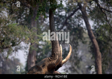 Mana Pools Nationalpark. Afrikanischer Elefant - Loxodonta africana - bis zu Akazie. Simbabwe. Stockfoto