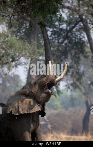 Mana Pools Nationalpark. Afrikanischer Elefant - Loxodonta africana - bis zu Akazie. Simbabwe. Stockfoto