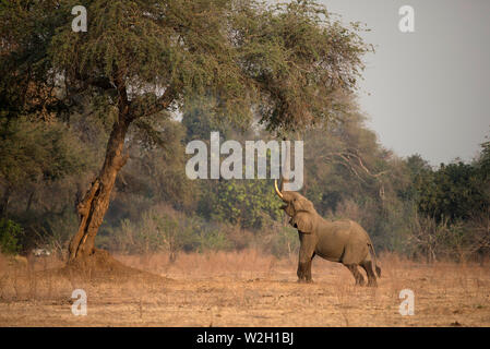 Mana Pools Nationalpark. Afrikanischer Elefant - Loxodonta africana - bis zu Akazie. Simbabwe. Stockfoto