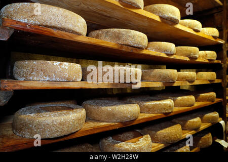 Handwerkliche Tomme in der Veredelung in einem traditionellen Weinkeller. Rognaix. Frankreich. Stockfoto