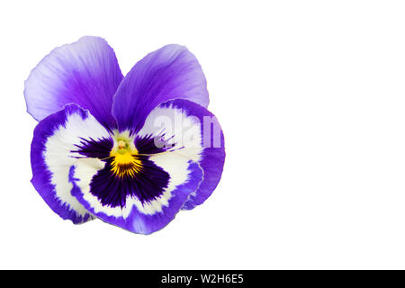 Schöne lila Veilchen Stiefmütterchen Blume auf weißem Hintergrund Stockfoto