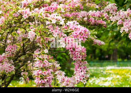 Rosa Weigela florida Blumen (Caprifoliaceae) im Park Stockfoto