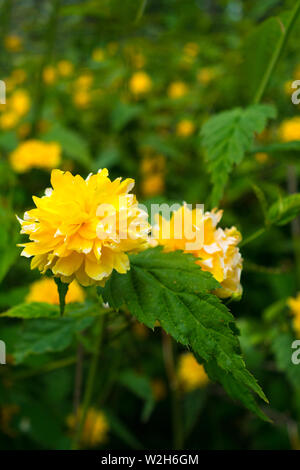 Nahaufnahme der Kerria japonica Gelbe Blume Stockfoto