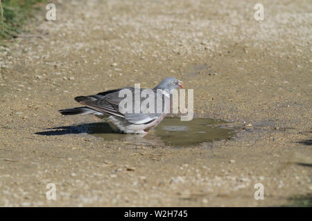 Ringeltaube Stockfoto