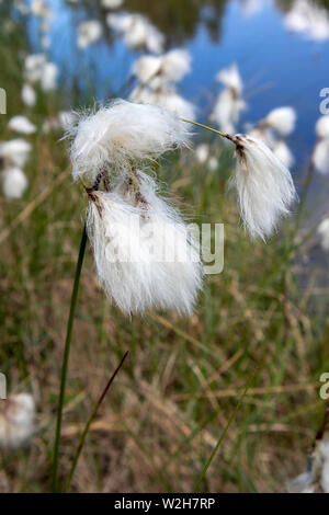 Eriophorum vaginatum, der Hase - Schwanz Wollgras Stockfoto