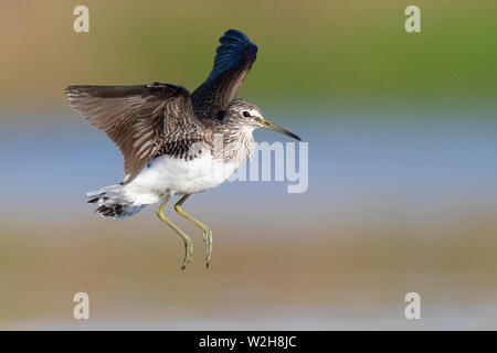 Green Sandpiper (Tringa ochropus), Erwachsene im Flug Stockfoto