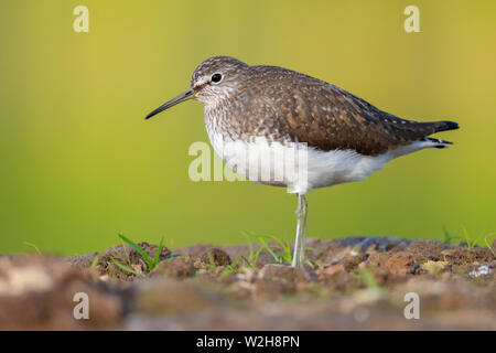 Green Sandpiper (Tringa ochropus), Seitenansicht eines Erwachsenen auf dem Boden Stockfoto