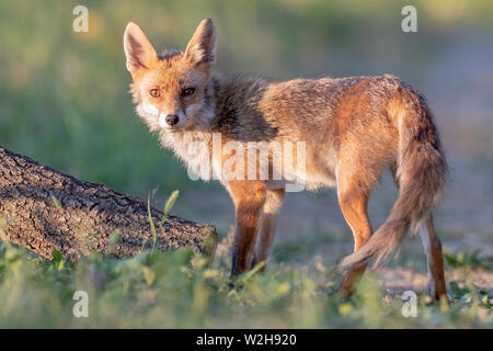 Red Fox (Vulpes vulpes), erwachsenen Mann auf dem Boden Stockfoto