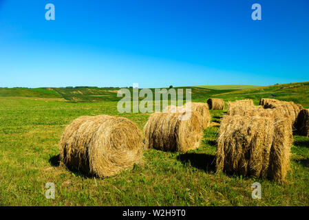 Heuballen auf der grünen Wiese am Sommer, der in Polen. Strahlend blauer Himmel Stockfoto