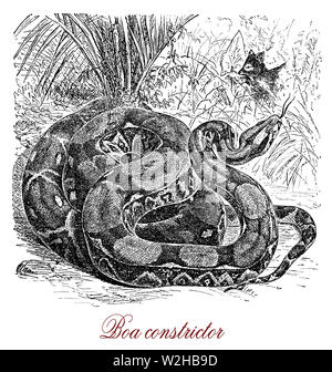 Boa constrictor ist eine große schwere nachtaktive Schlange heimisch in Amerika, Hinterhalt Predator mit Schuppen Creme und Braun, praktische Tarnung im Urwald. Stockfoto