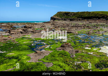 Der Versteinerte Wald, Curio Bay, South Island, Neuseeland Stockfoto