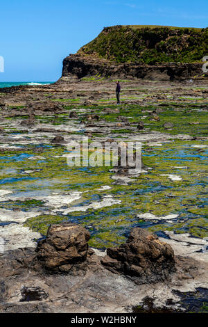 Der Versteinerte Wald, Curio Bay, South Island, Neuseeland Stockfoto