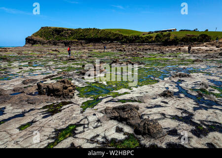 Der Versteinerte Wald, Curio Bay, South Island, Neuseeland Stockfoto