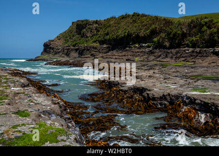 Der Versteinerte Wald, Curio Bay, South Island, Neuseeland Stockfoto