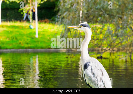 Graureiher stehen über den See zum Bootfahren mit Hals im Regent's Park in London verlängert Stockfoto