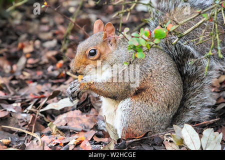 Eichhörnchen essen Eicheln in das Regent's Park in London Stockfoto