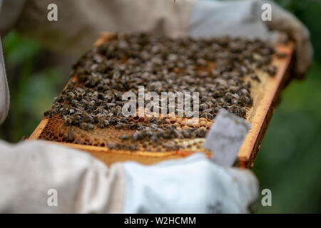 Bienenzucht Stockfoto