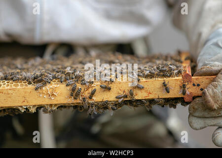 Bienenzucht Stockfoto