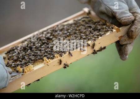 Bienenzucht Stockfoto