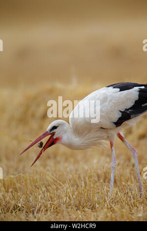 Weißstorch (Ciconia ciconia) auf der Suche nach Essen auf einen Drei-tage-Feld in der Nähe von Frankfurt, Deutschland. Stockfoto