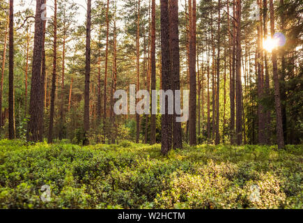 Sonnenlicht auf Bäume in einem Kiefernwald bei Sonnenuntergang. Sommer Natur Landschaft. Stockfoto