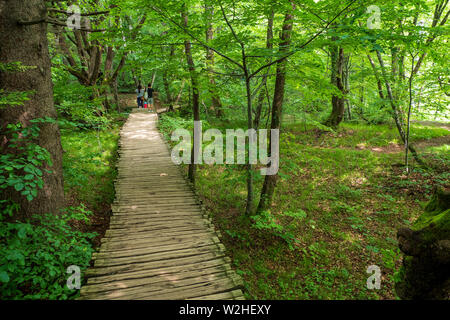 Holz- Weg durch den dichten und grünen Wald am Nationalpark Plitvicer Seen, Kroatien führenden Stockfoto