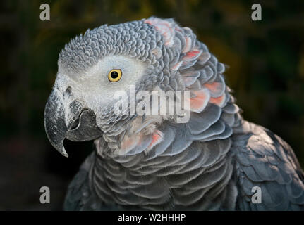 Afrikanisches Grau-Papagei (Psittacus Erithacus) Stockfoto