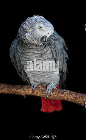 Afrikanisches Grau-Papagei (Psittacus Erithacus) Stockfoto