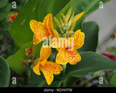 Drei Calla lily Blumen, gelb mit orange Flecken Stockfoto