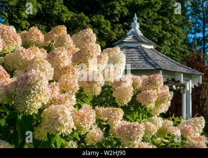 Eine große peegee Hortensie (Hydrangea paniculata 'Grandiflora') im Vordergrund mit einem Pavillon im Hintergrund. Stockfoto
