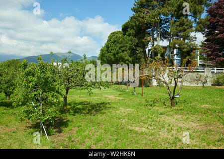 Obstgarten mit Apfel-, Pfirsich- und Villa in sonniger Sommertag, Italien Stockfoto