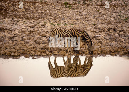 Zwei zebras Trinkwasser bei Sonnenaufgang im Etosha National Park, Namibia Stockfoto