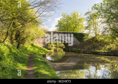 Crick, Northamptonshire, Großbritannien: Teilweise überwucherte Bogenziegelbrücke über den Canal Grande Union. Bäume mit Frühlingslaub säumen beide Ufer. Stockfoto