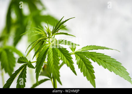 Industrieller Hanf cannabis Pflanze Zweig gegen hellen Hintergrund Stockfoto