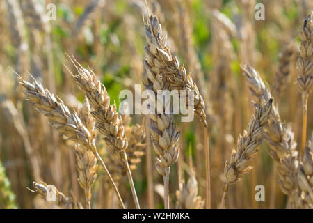 Reif weizenfeld an einem Sommertag Makro Stockfoto