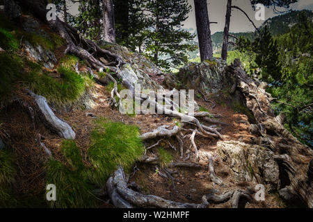 Mountain Pine Tree in einem spanischen Pyrenäen Stockfoto