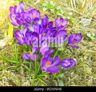 Lila Blumen auf alten trockenes Gras, Erde. Stockfoto